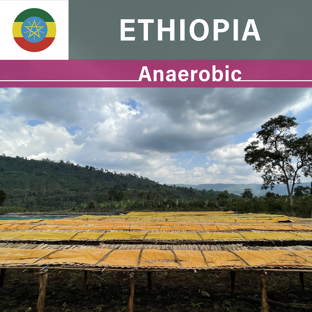 Ethiopia Dula Mazoria Anaerobic Natural(24/25年クロップ)