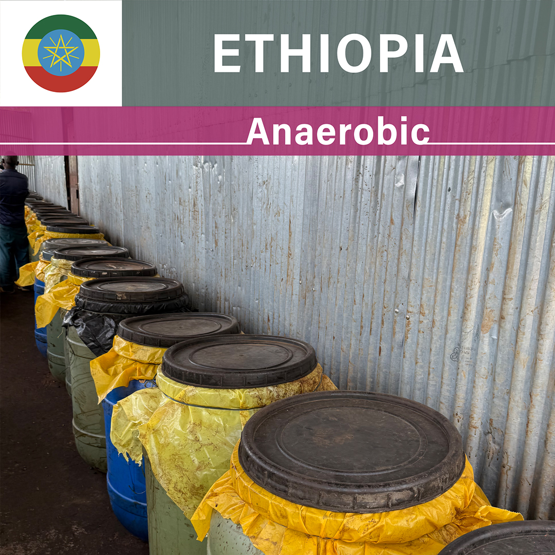 Ethiopia Idido Wachota Anaerobic Natural(24/25年クロップ)