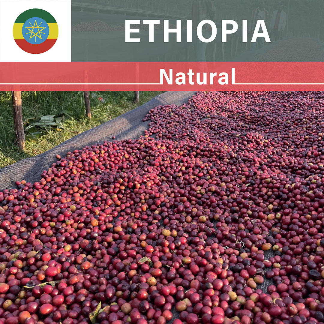 Ethiopia Bombe Lot.2 Natural(24/25年クロップ)