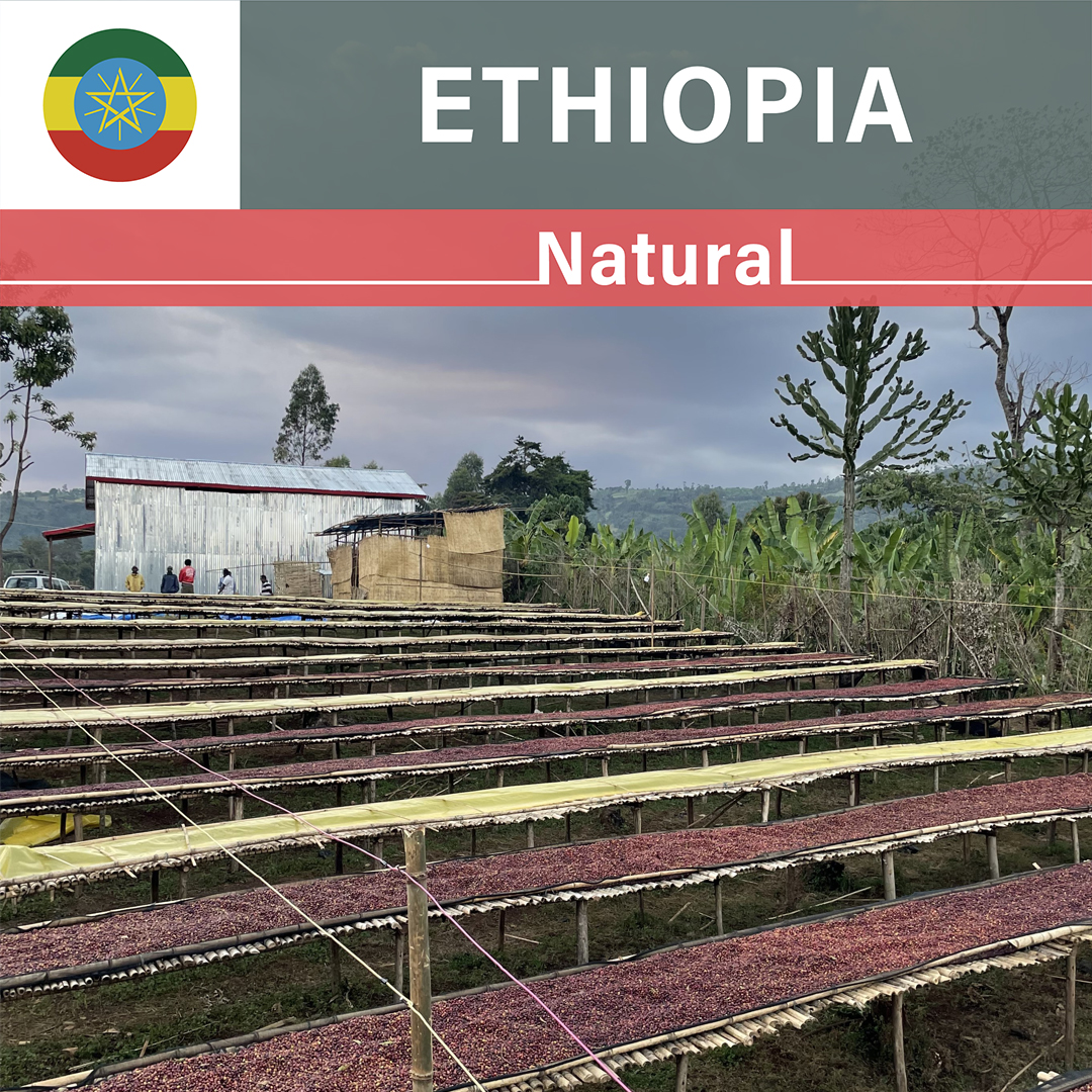 Ethiopia Shantawene Lot.2 Natural(24/25年クロップ)