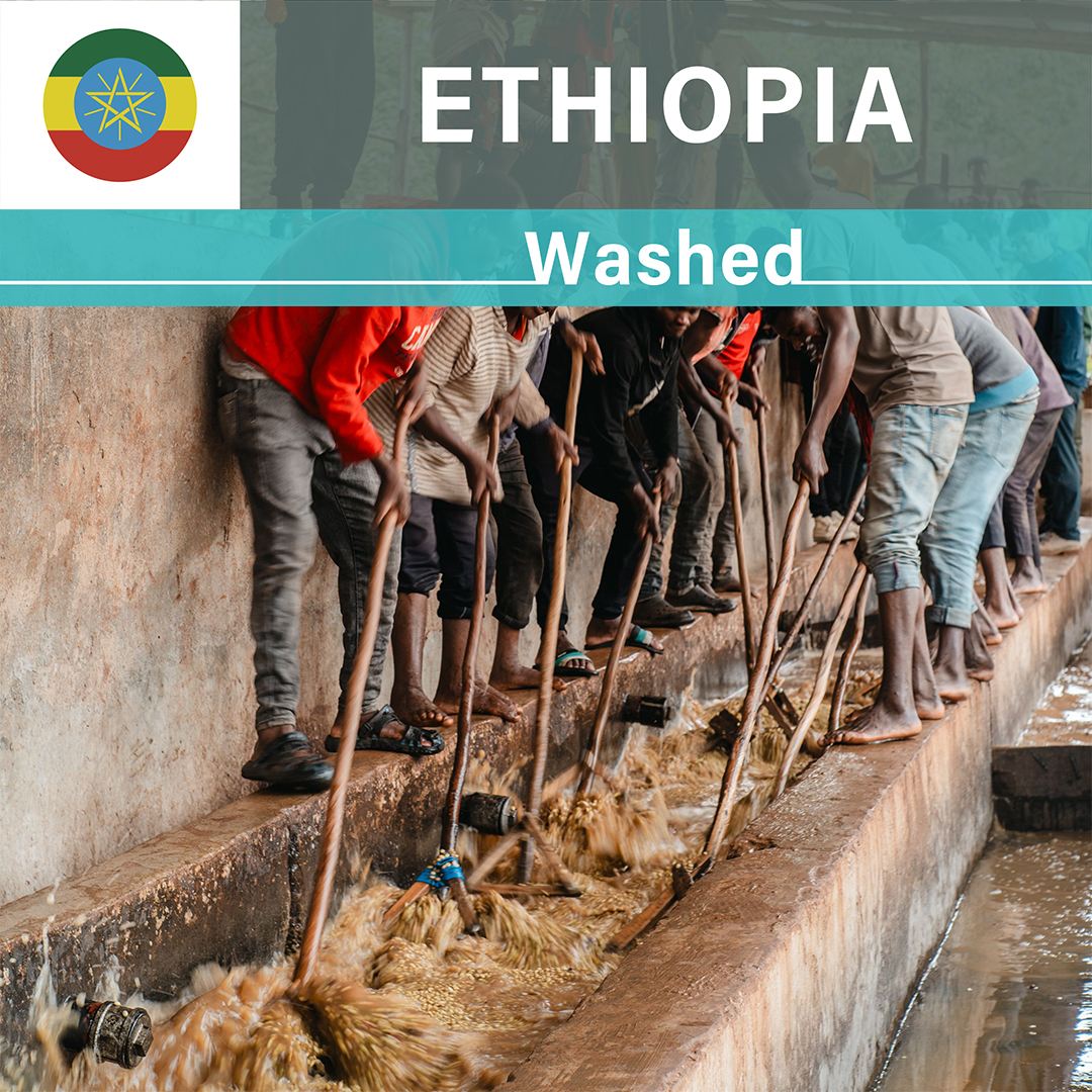 Ethiopia Chire Washed(25/26年クロップ)