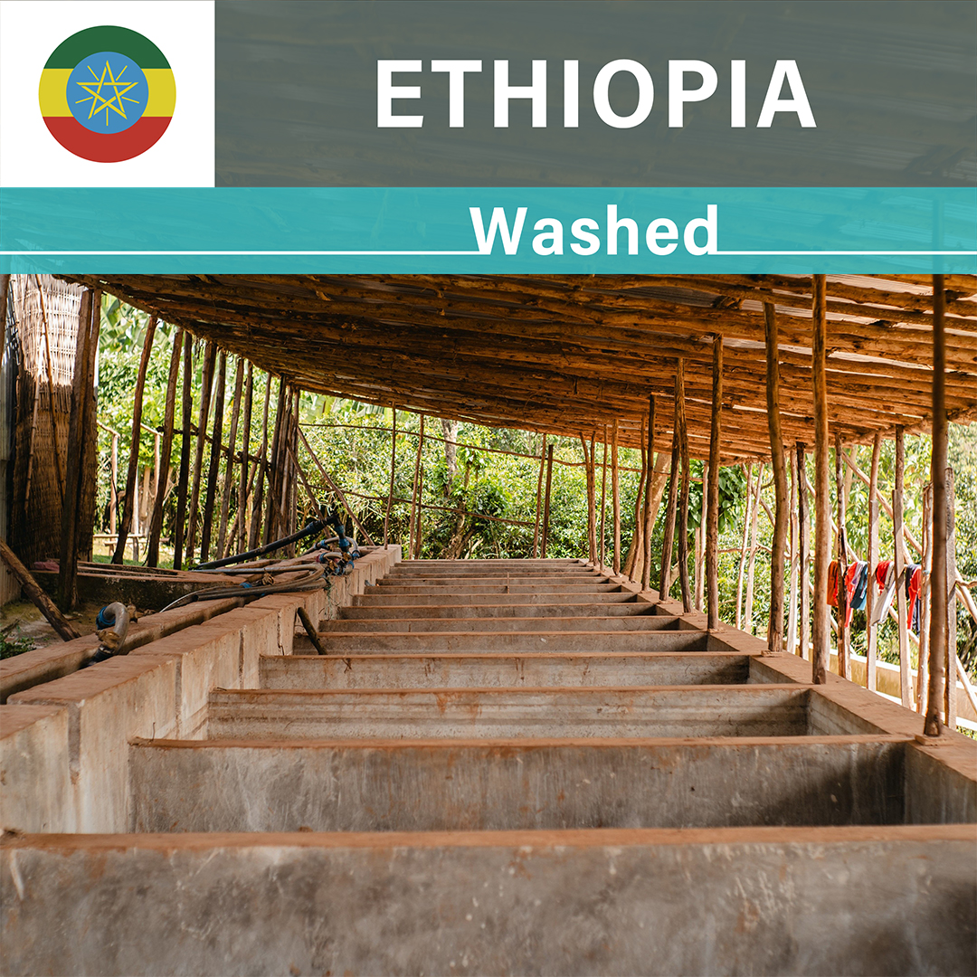 Ethiopia Karamo Washed(25/26年クロップ)