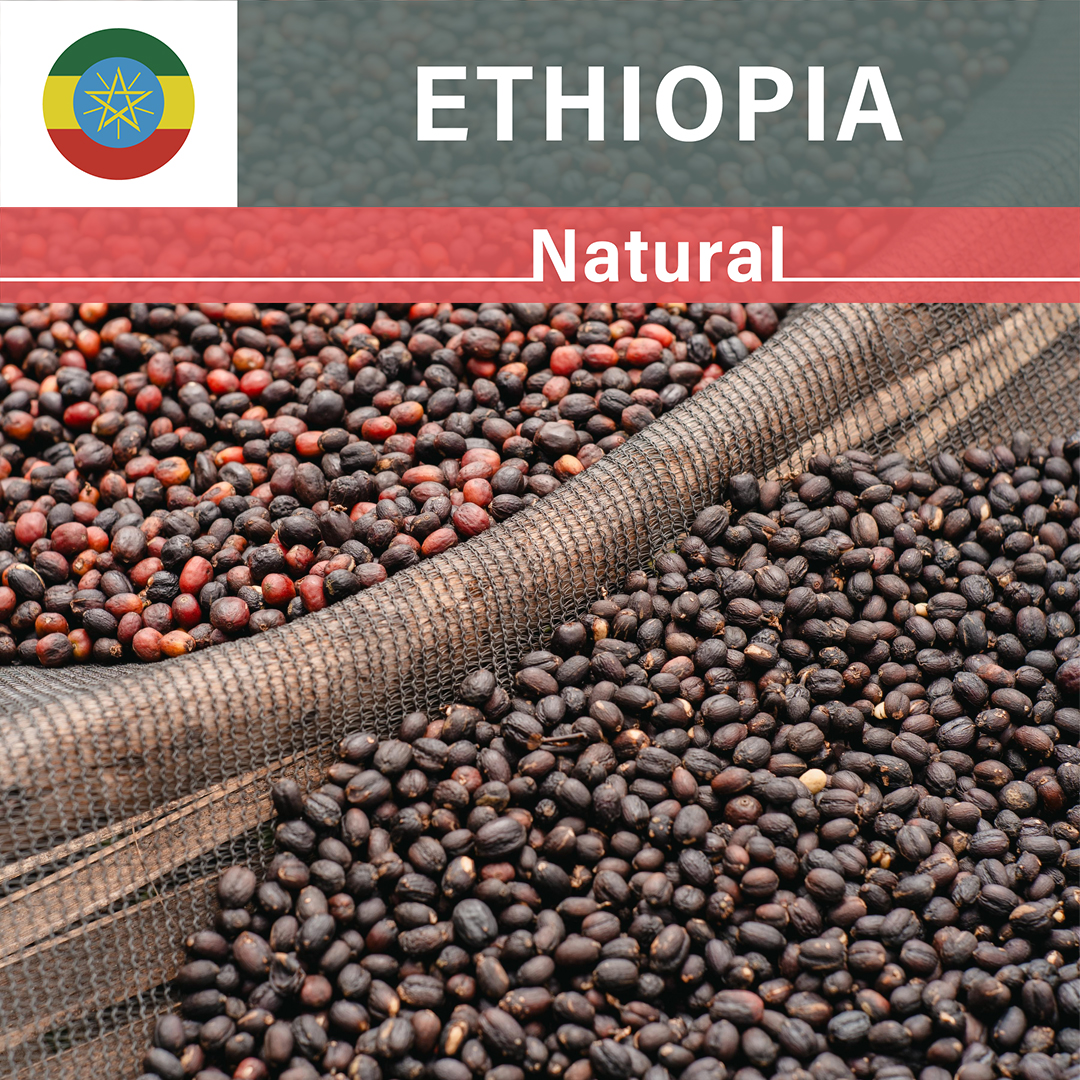 Ethiopia Sidama G3 Natural(25/26年クロップ)