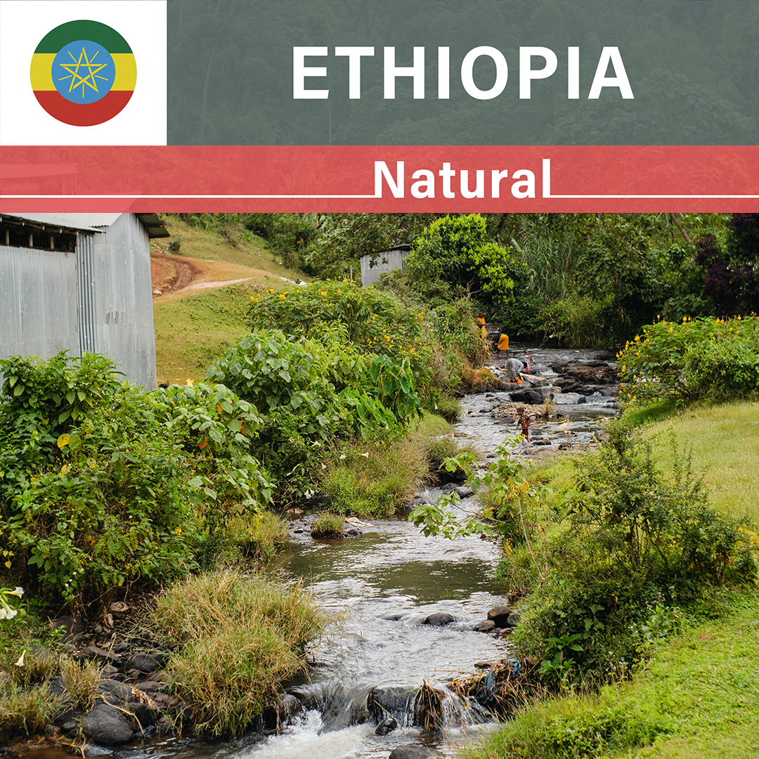 Ethiopia Chire Natural(25/26年クロップ)