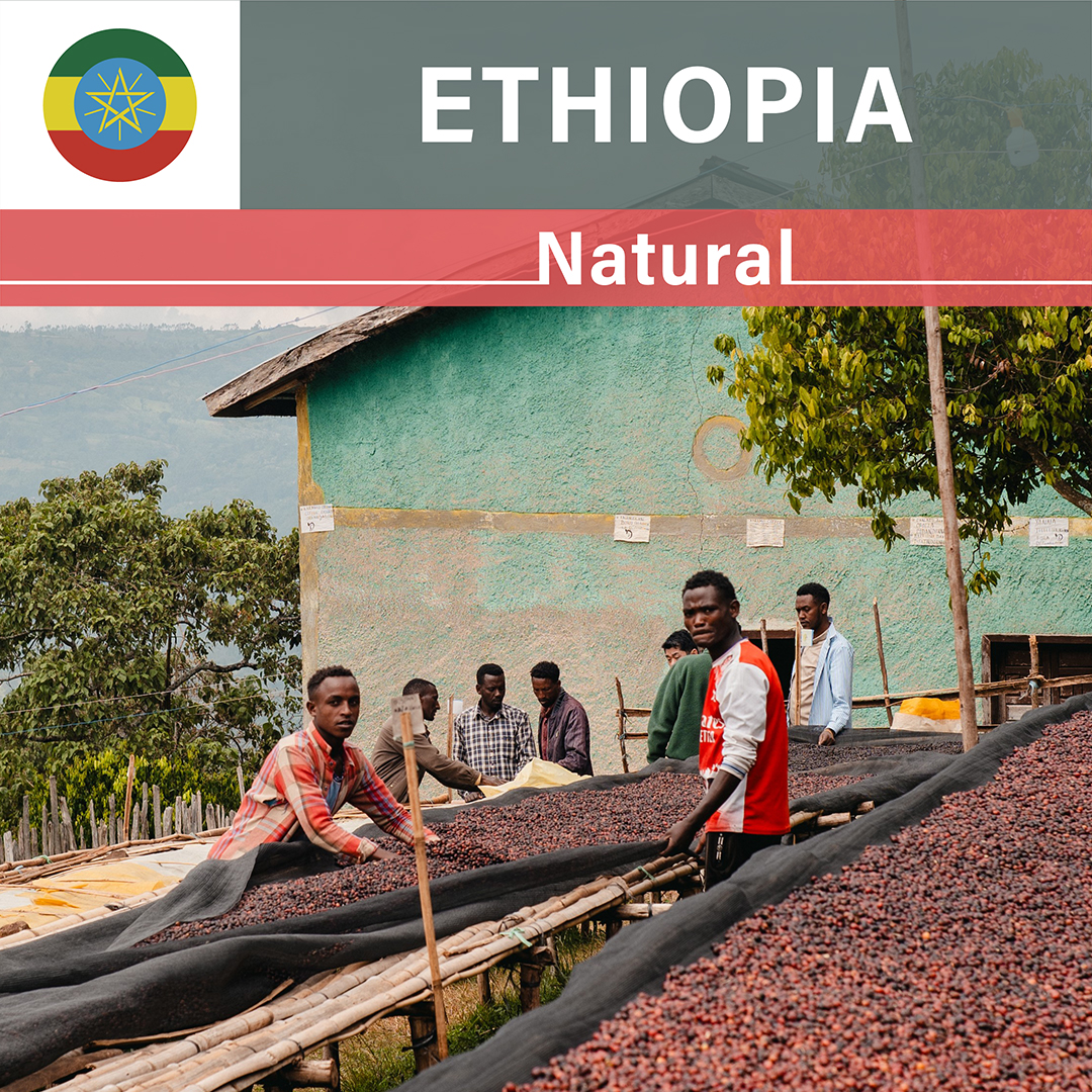 Ethiopia Bombe Natural(25/26年クロップ)