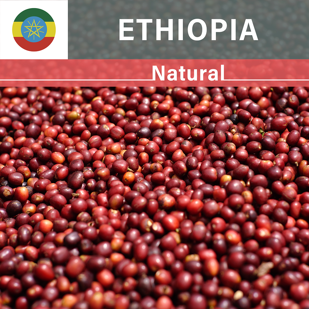 Ethiopia Halata Natural(25/26年クロップ)