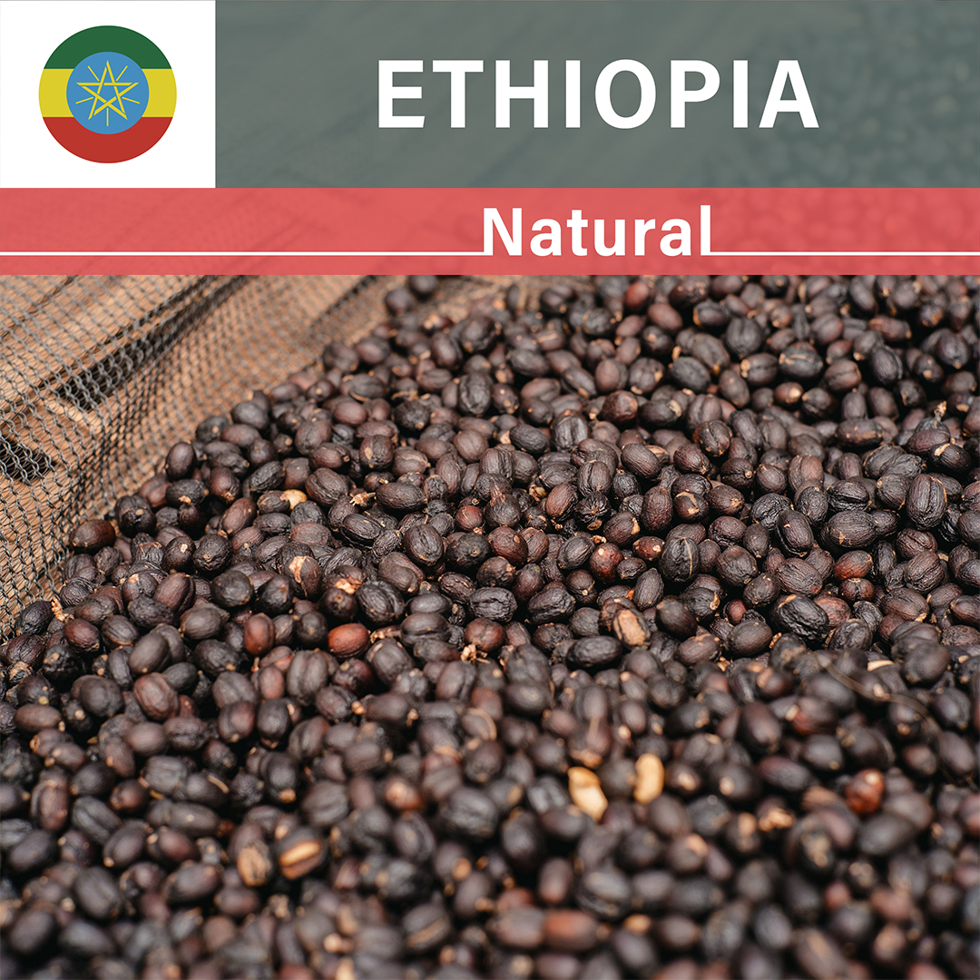 Ethiopia Shantawene Natural(25/26年クロップ)