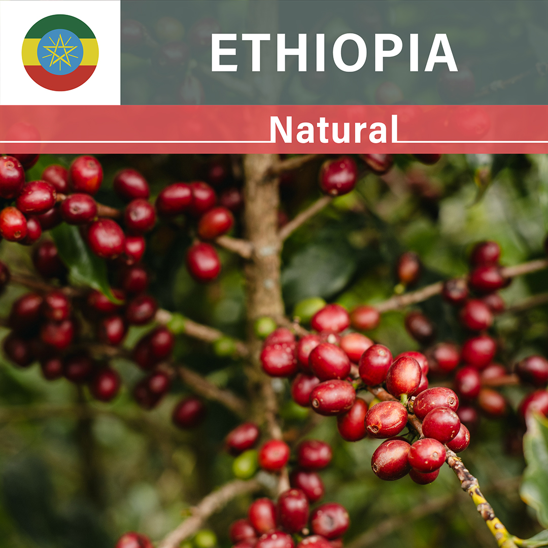 Ethiopia Morke Natural(25/26年クロップ)