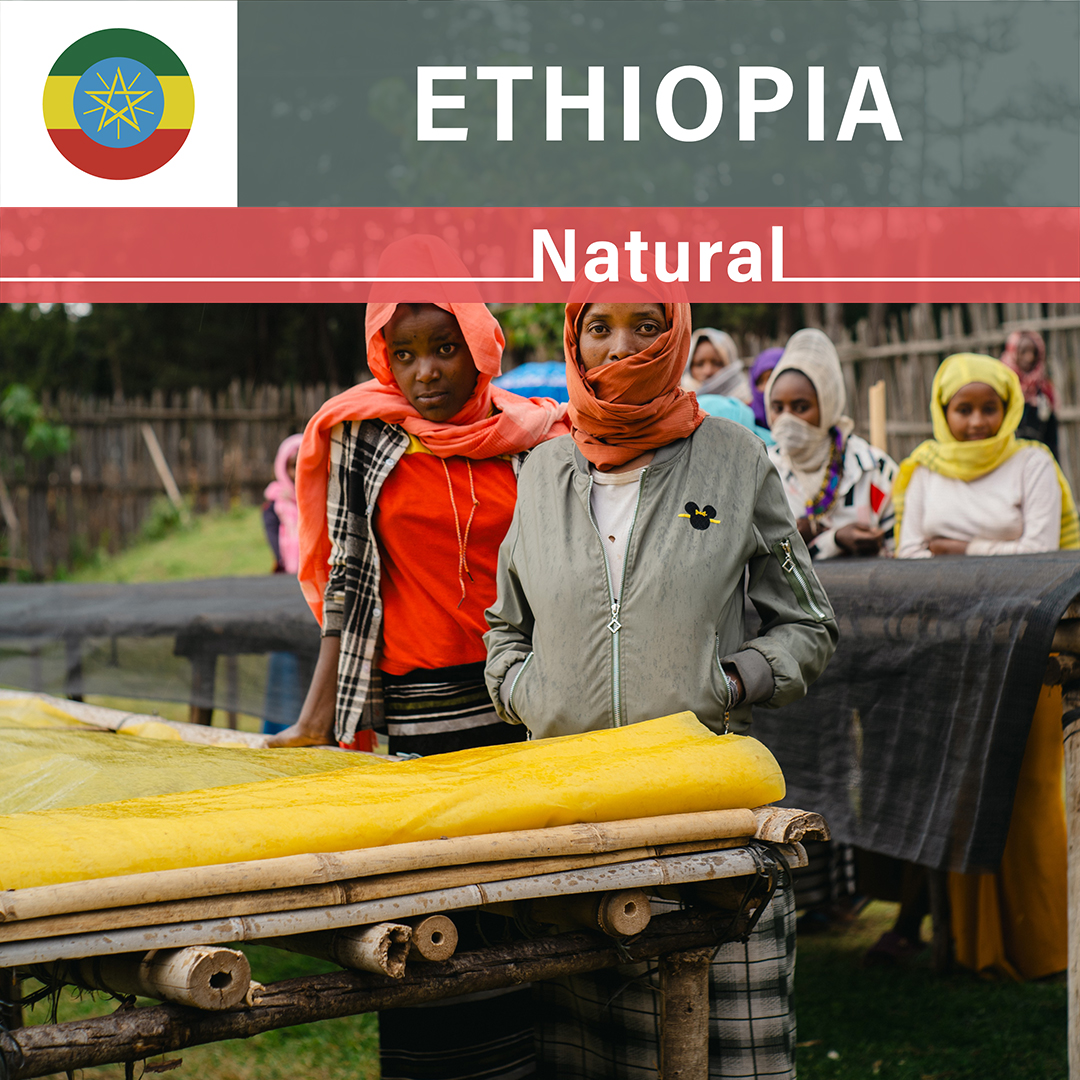 Ethiopia Baturo Natural(25/26年クロップ)