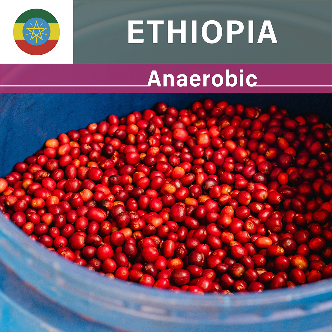 Ethiopia Karamo Anaerobic Natural(25/26年クロップ)