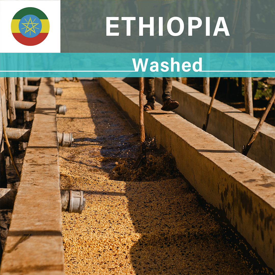 Ethiopia Gotiti Reku Washed(25/26年クロップ)