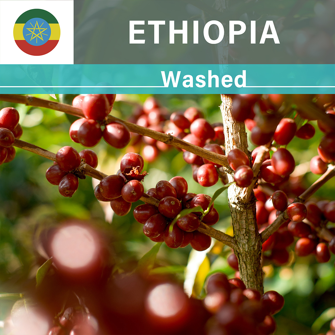 Ethiopia Tatatu Washed(25/26年クロップ)