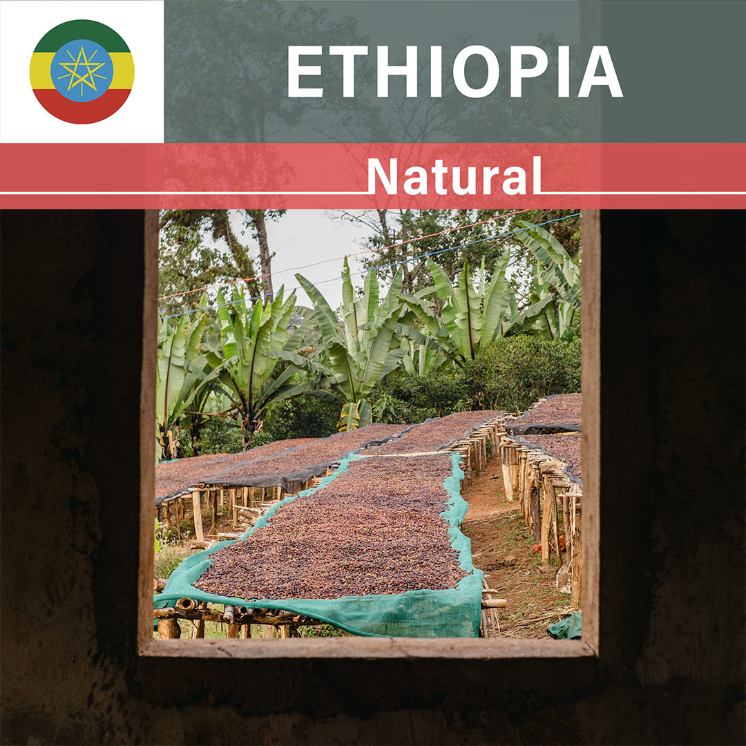 Ethiopia Idido Wachota Natural(25/26年クロップ)