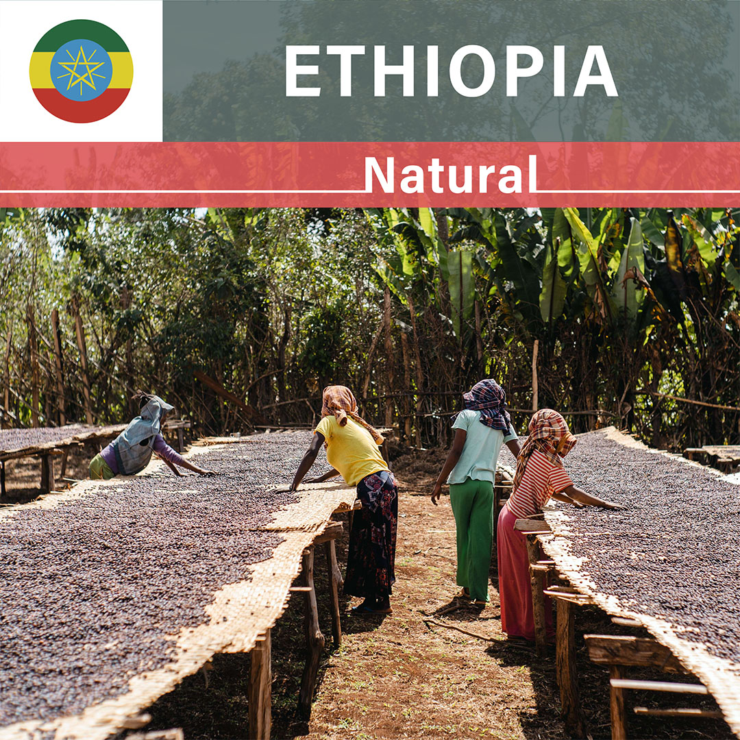 Ethiopia Chelchele Bekele Natural(25/26年クロップ)