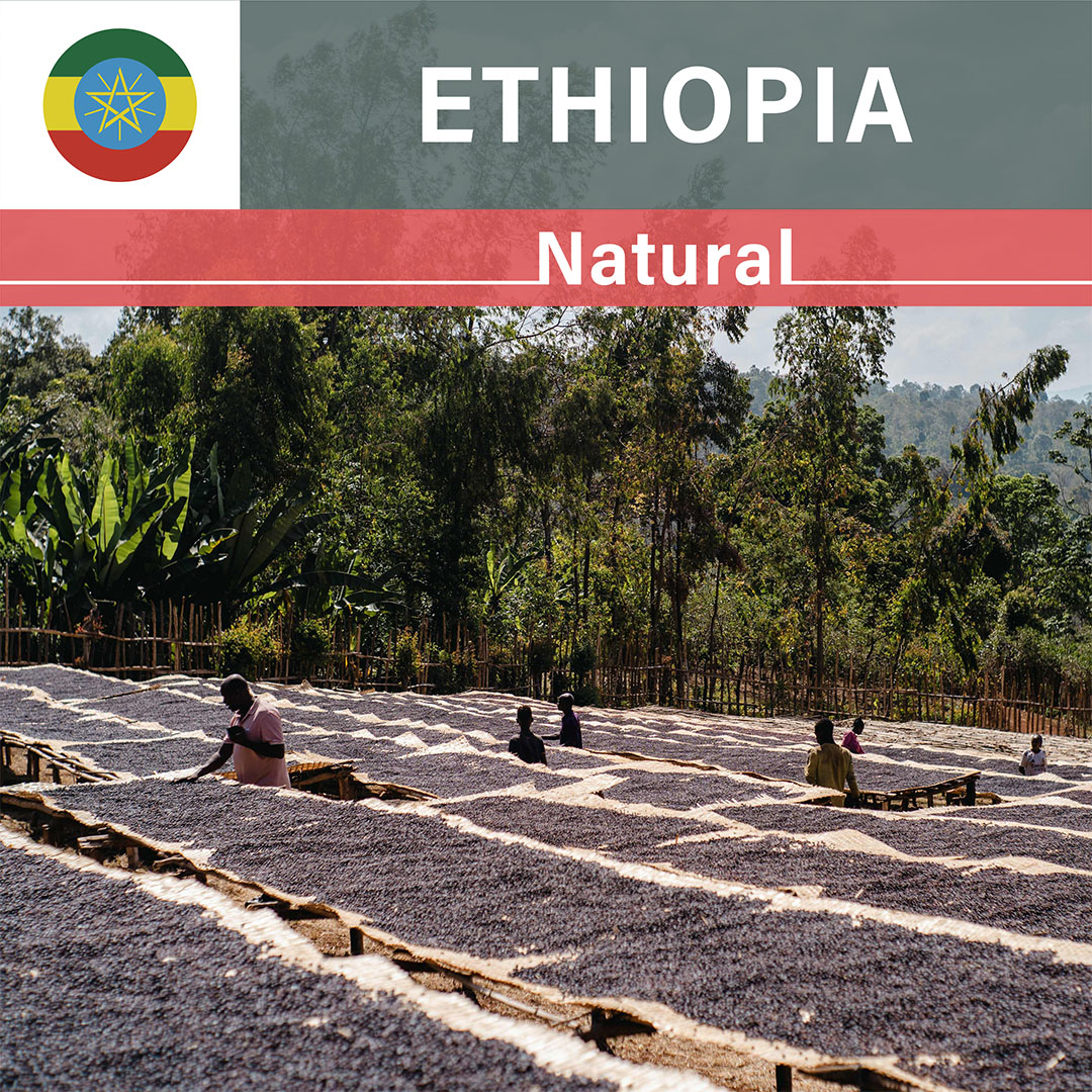 Ethiopia Chelchele Tariku Natural(25/26年クロップ)