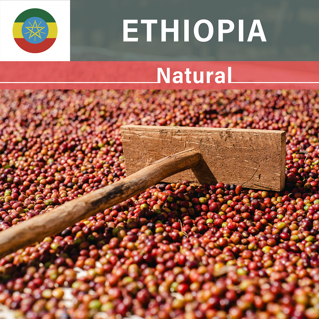 Ethiopia Chelchele Dula Mazoria Natural(25/26年クロップ)