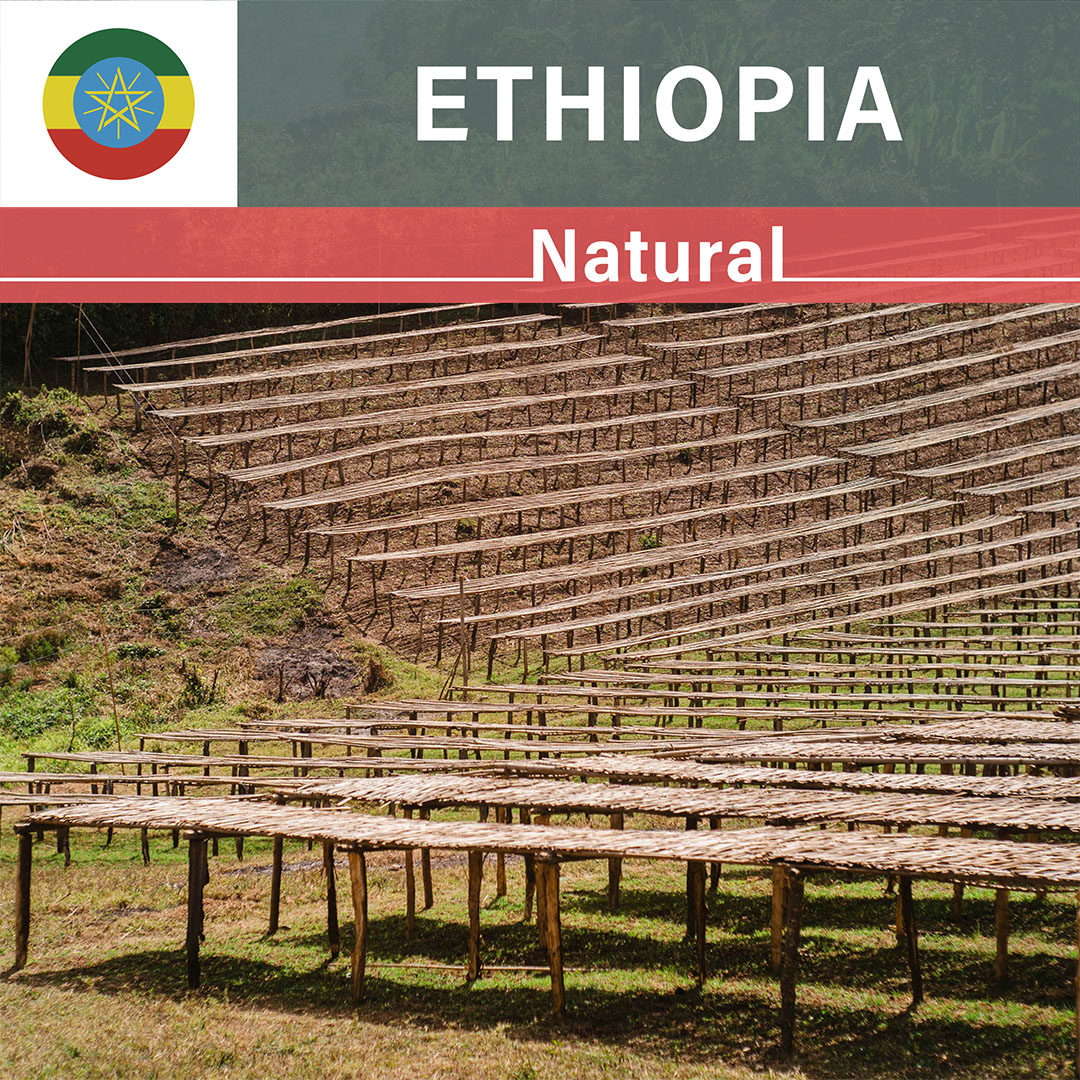 Ethiopia Tatatu Natural(25/26年クロップ)