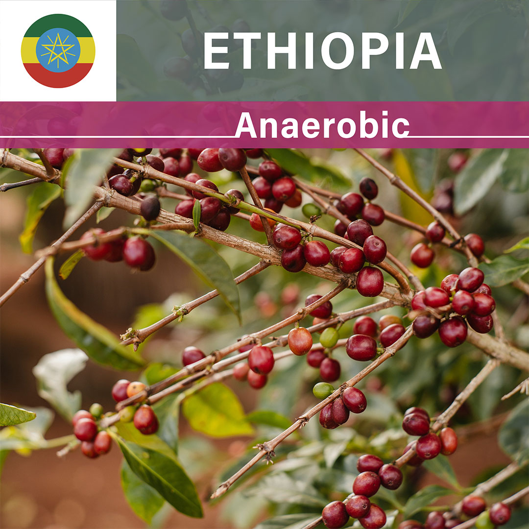 Ethiopia Dula Mazoria Anaerobic Natural(25/26年クロップ)