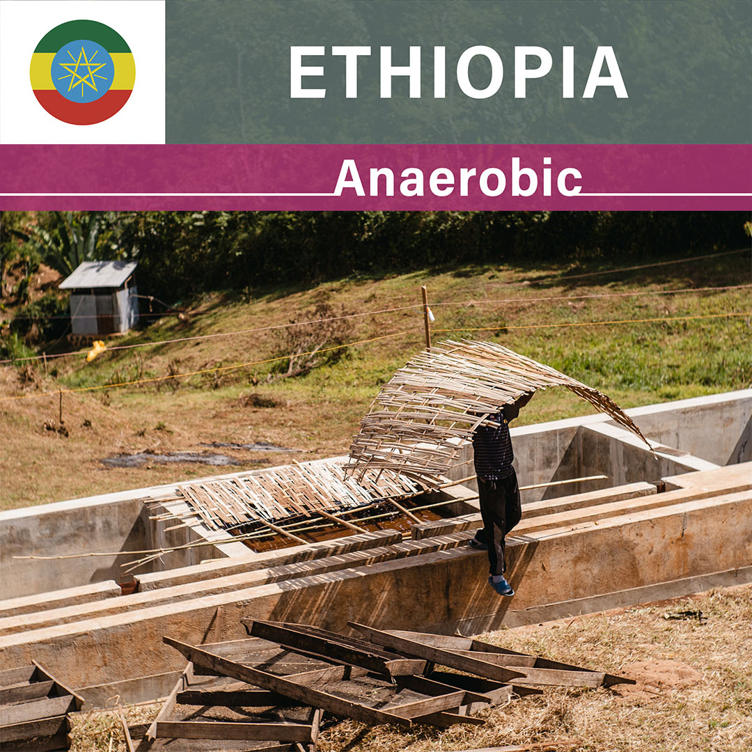 Ethiopia Tatatu Anaerobic Natural(25/26年クロップ)