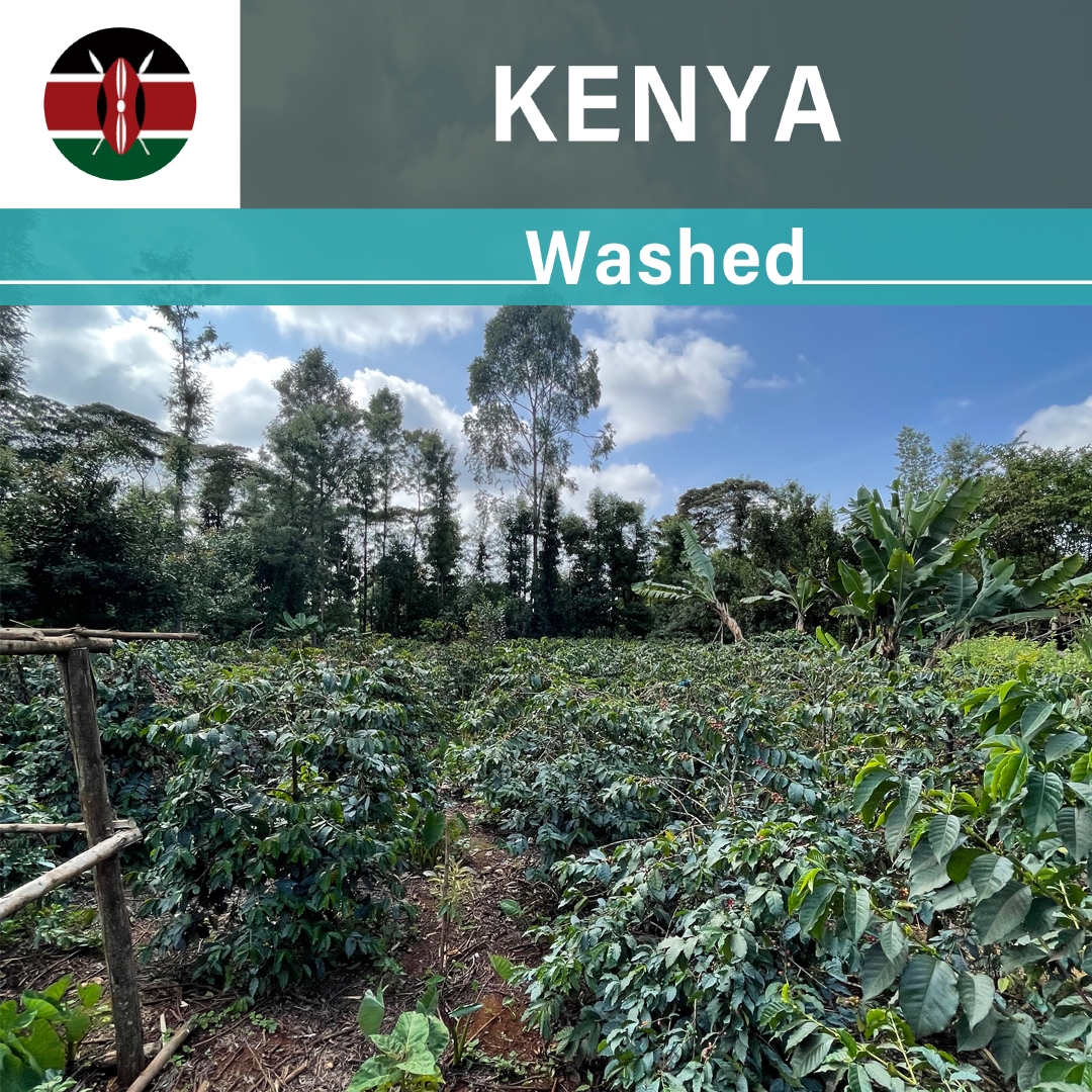 Kenya Kiangoi Washed(22/23年クロップ)