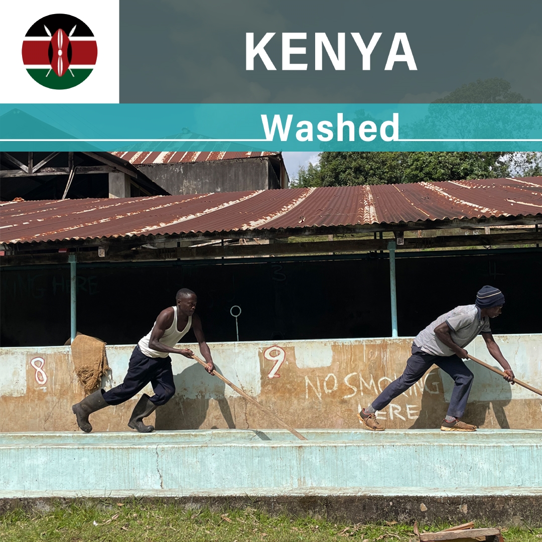 Kenya Kimandi Washed(22/23年クロップ)