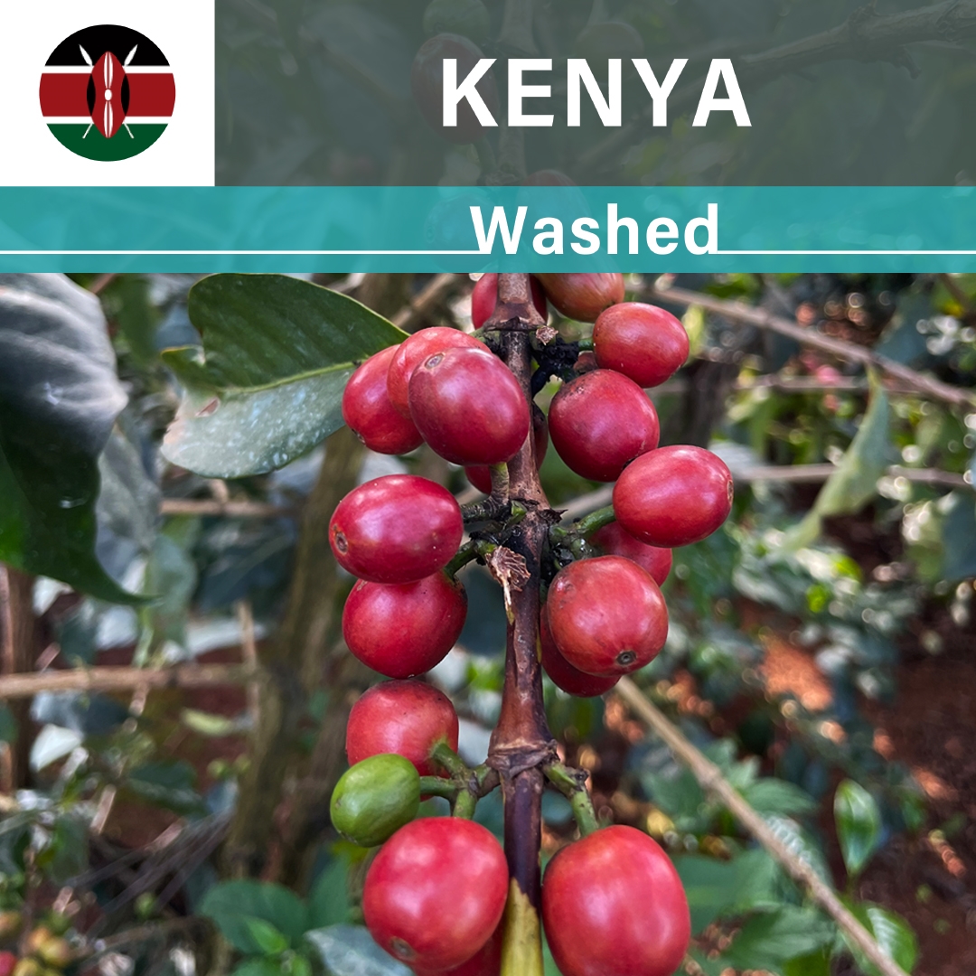 Kenya Muchagara Washed(22/23年クロップ)
