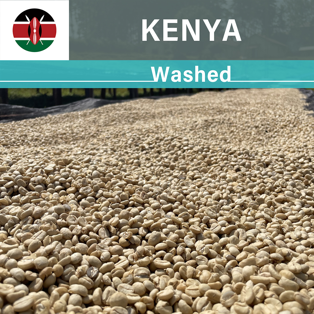 Kenya Gatina Washed(23/24クロップ)