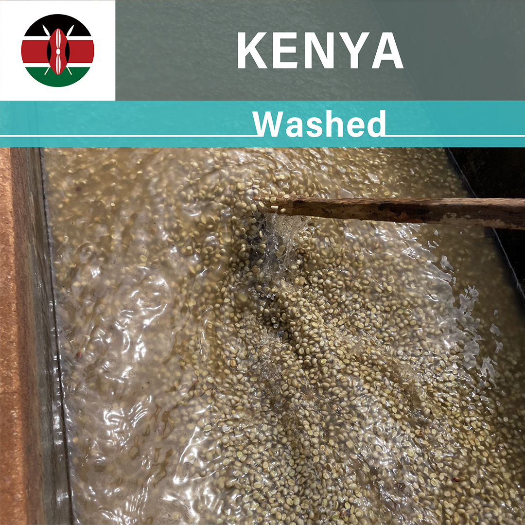 Kenya Kaguyu Washed(23/24クロップ)