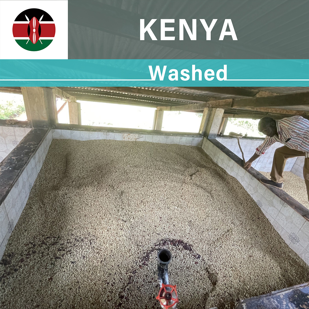 Kenya Kieni AA Washed(23/24クロップ)