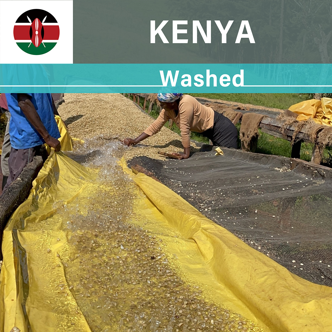 Kenya Kieni AB Washed(23/24クロップ)