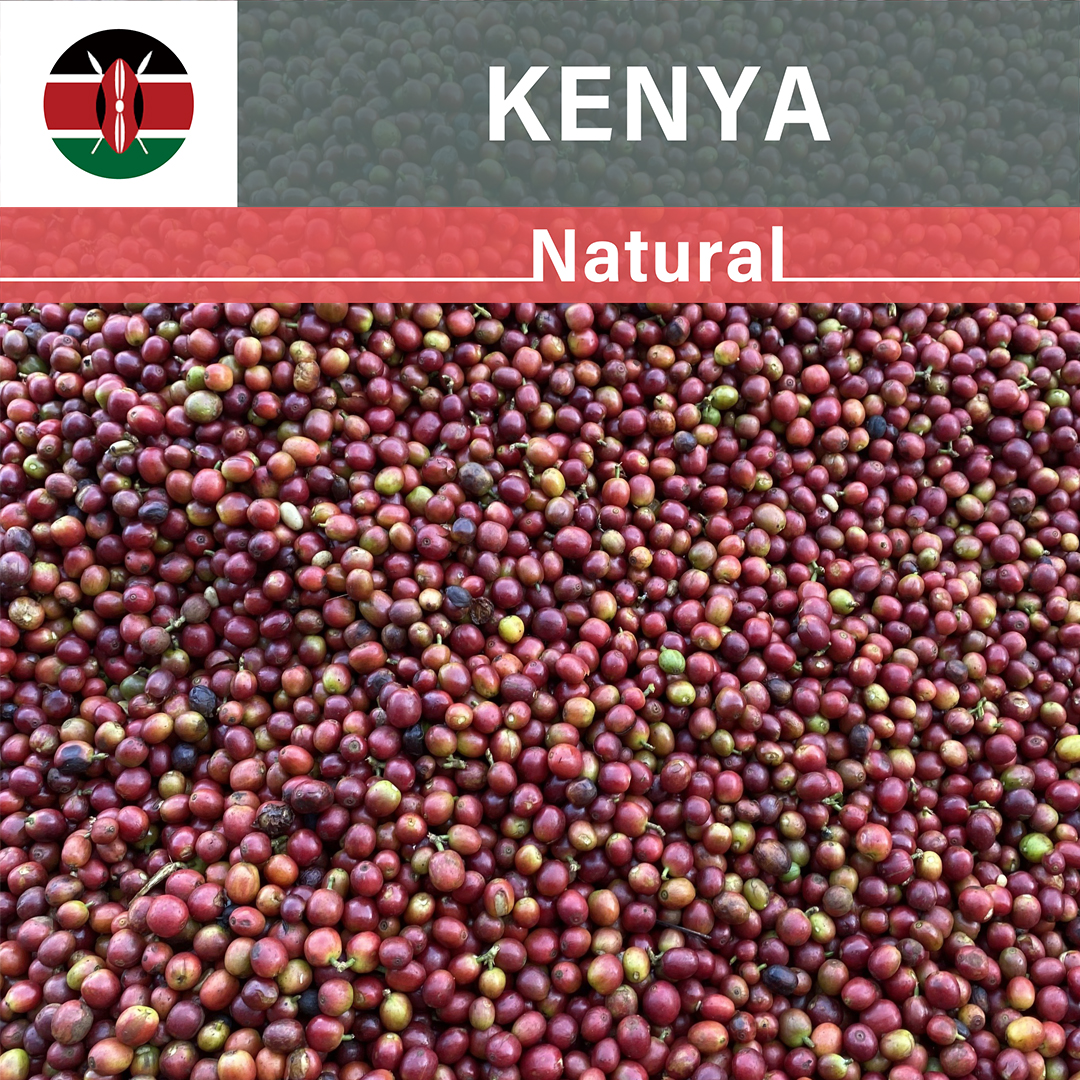 Kenya Mara Natural(23/24クロップ)