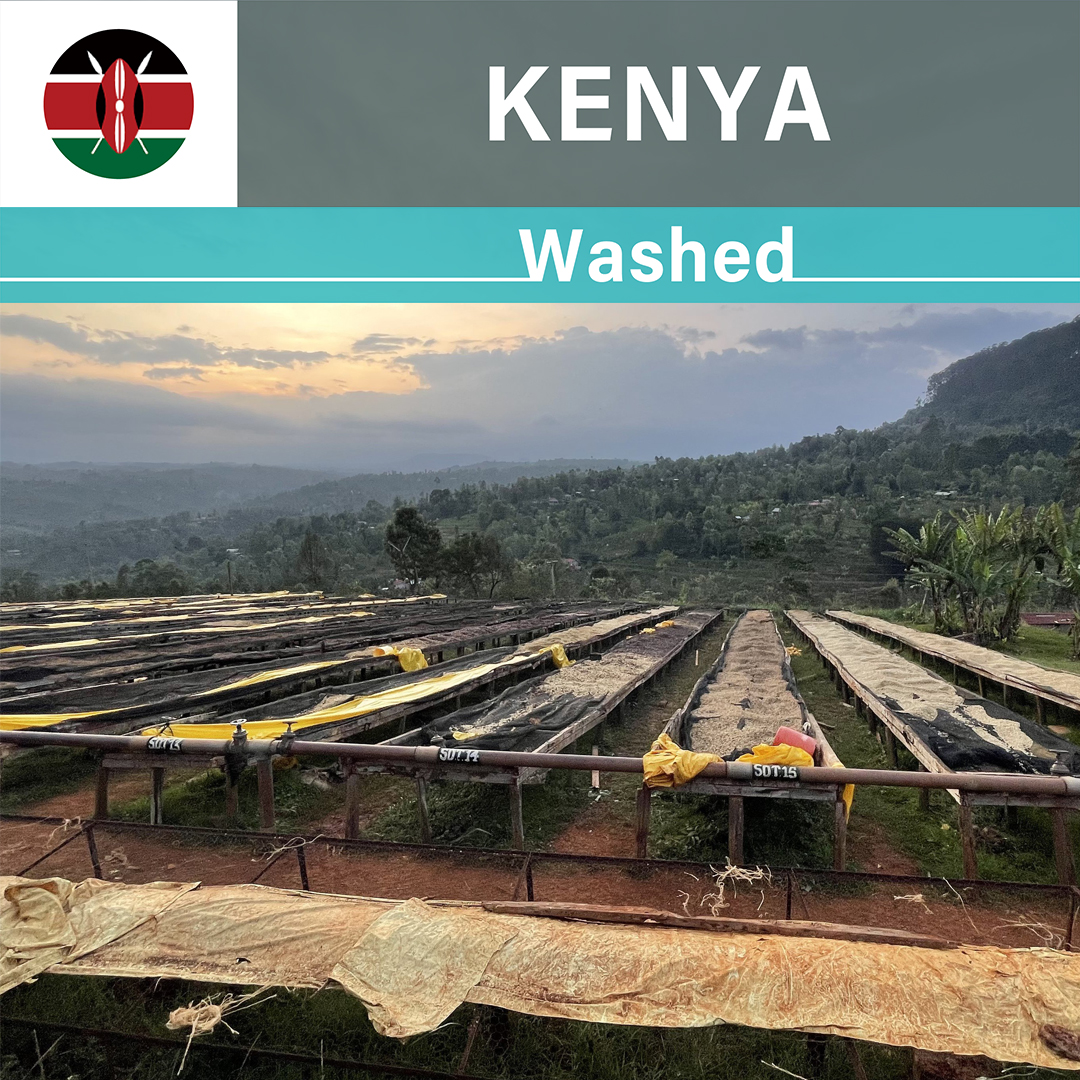 Kenya Thiriku Washed(23/24クロップ)