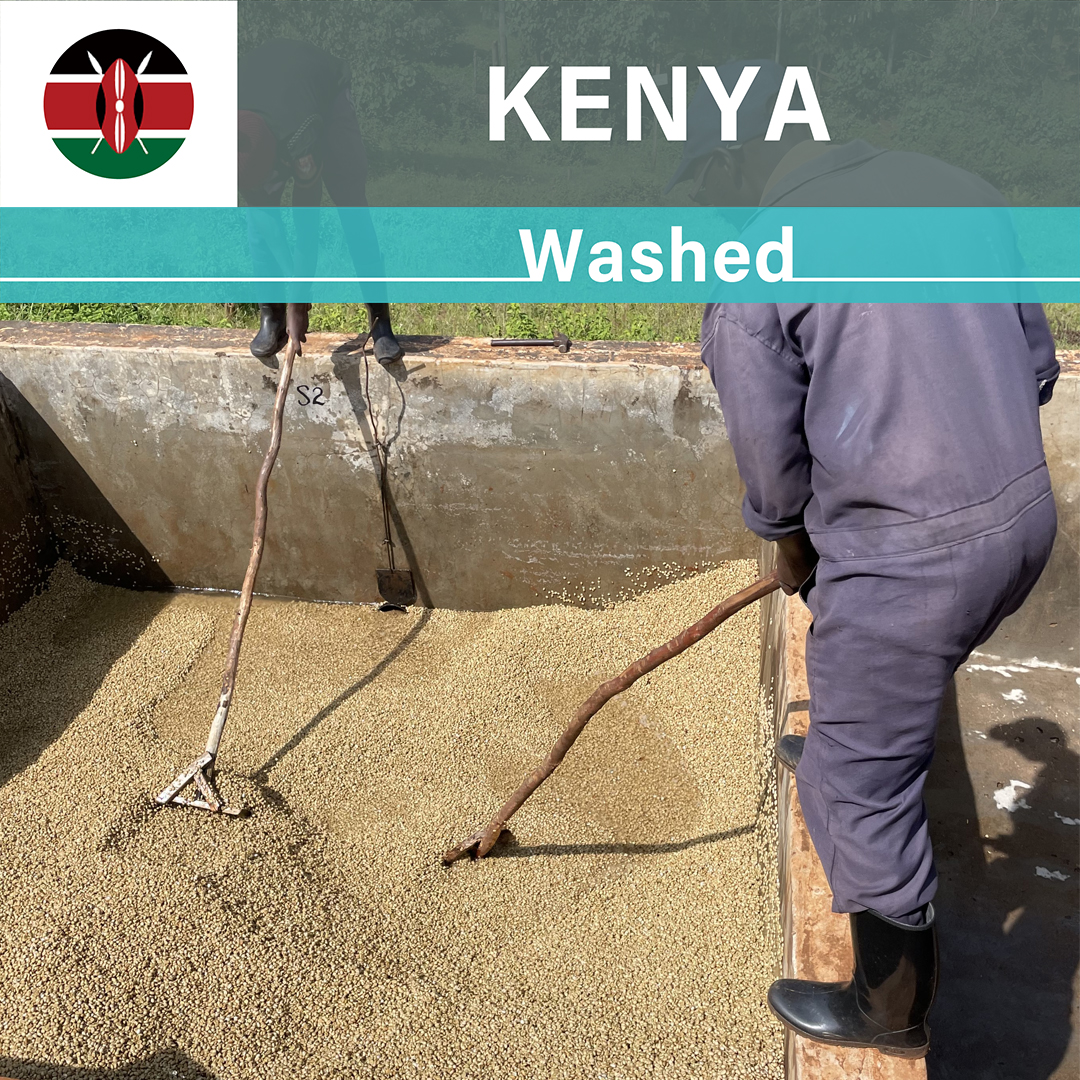Kenya Kieni Washed(24/25年クロップ)