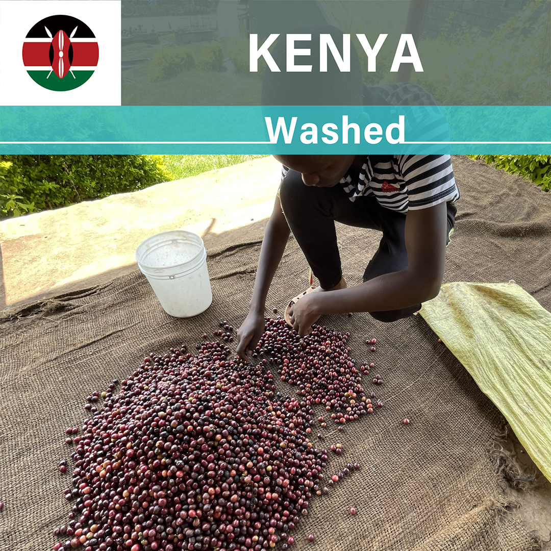 Kenya Kii AA Washed(24/25年クロップ)