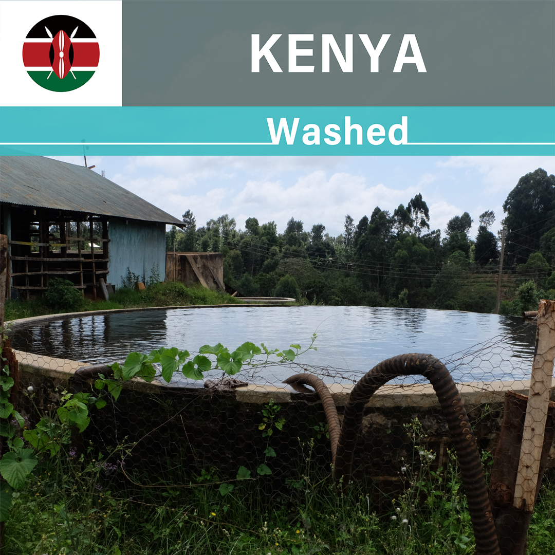 Kenya Karimikui Washed(24/25年クロップ)