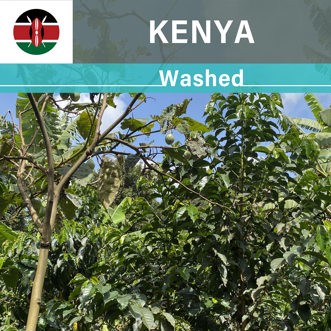 Kenya Guama Washed(24/25年クロップ)
