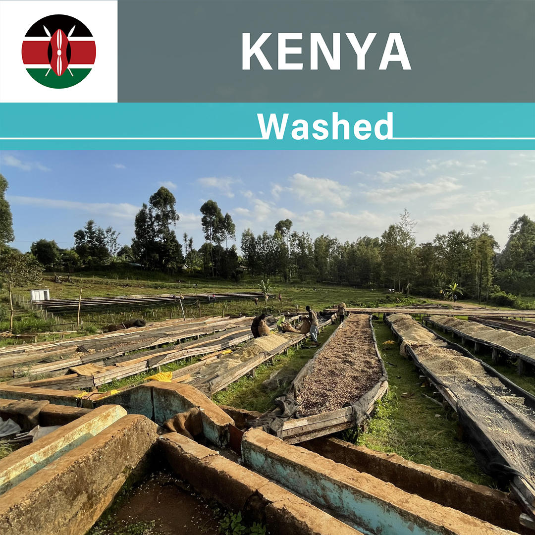 Kenya Kianjiru Washed(24/25年クロップ)