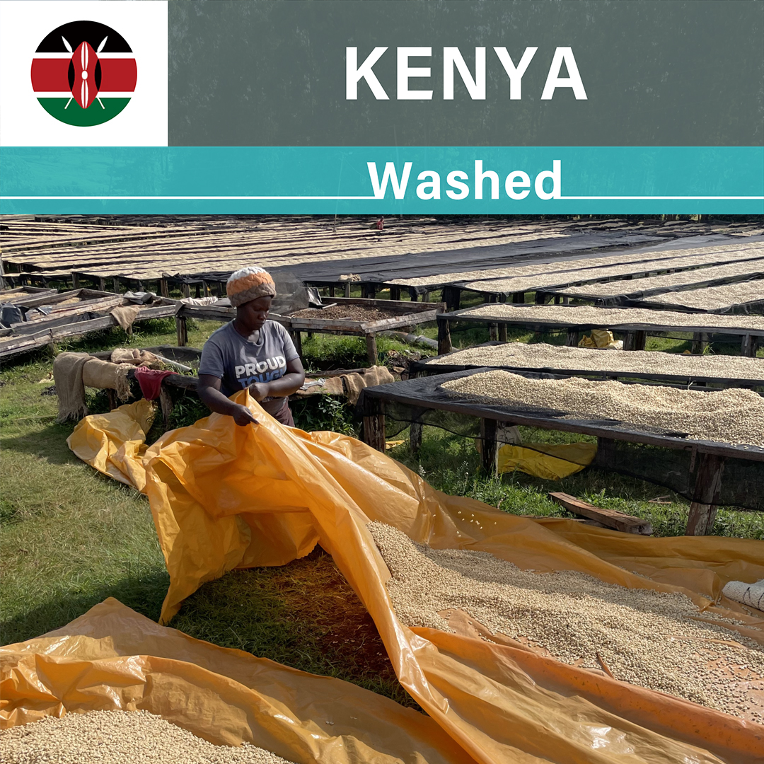 Kenya Nyanja Washed(24/25年クロップ)