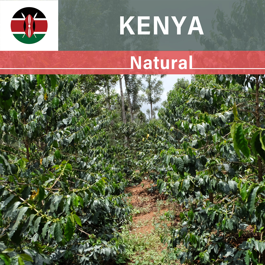 Kenya Endebess Natural(24/25年クロップ)