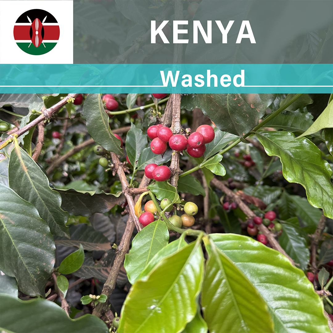 Kenya Muthuaini Washed(25/26年クロップ)
