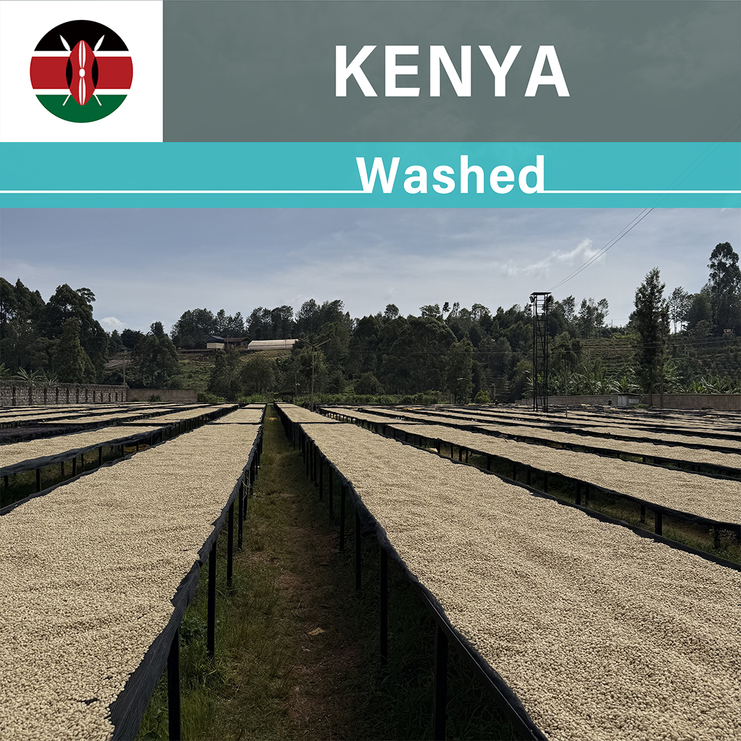Kenya Chorongi Washed(25/26年クロップ)