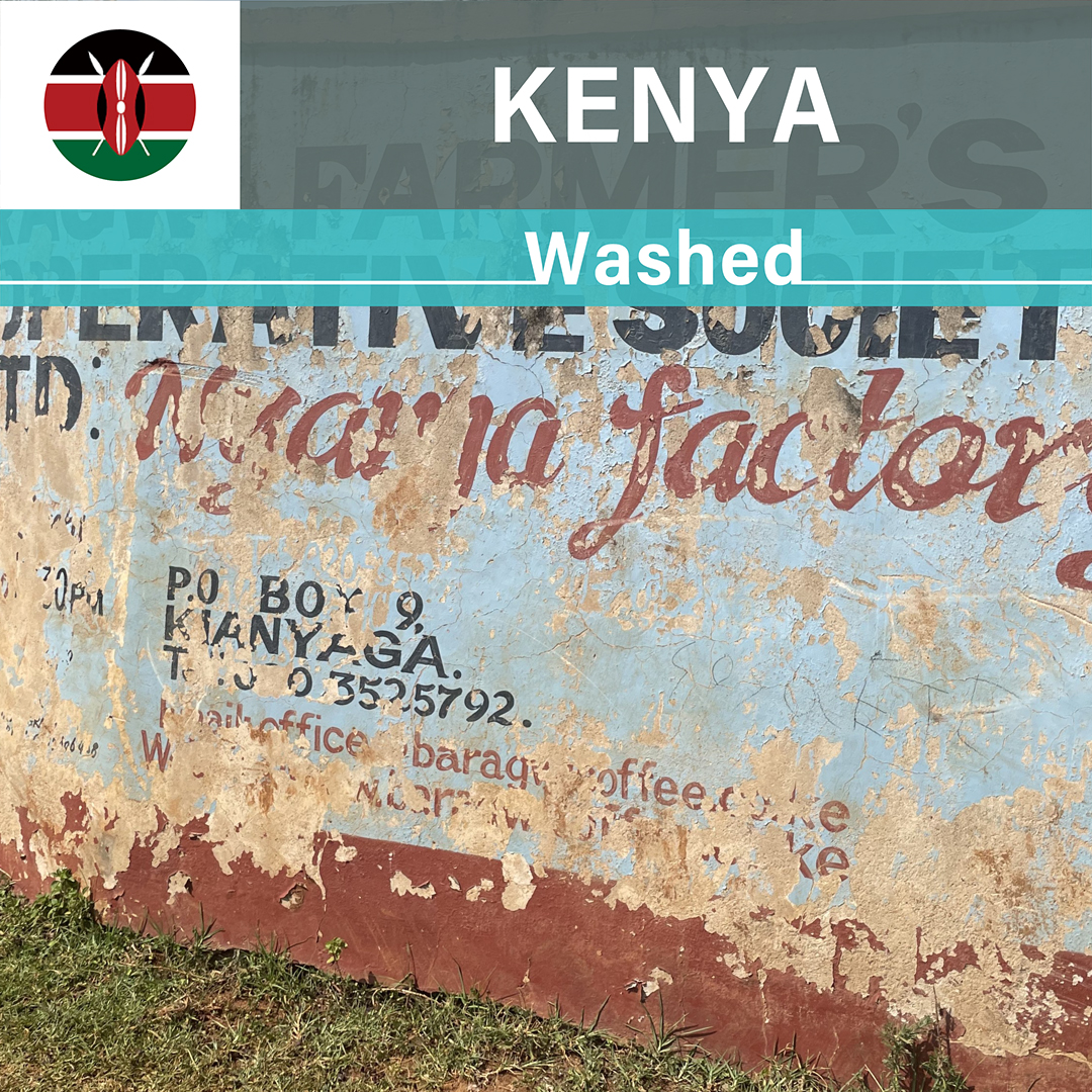 Kenya Nyanja Washed(25/26年クロップ)