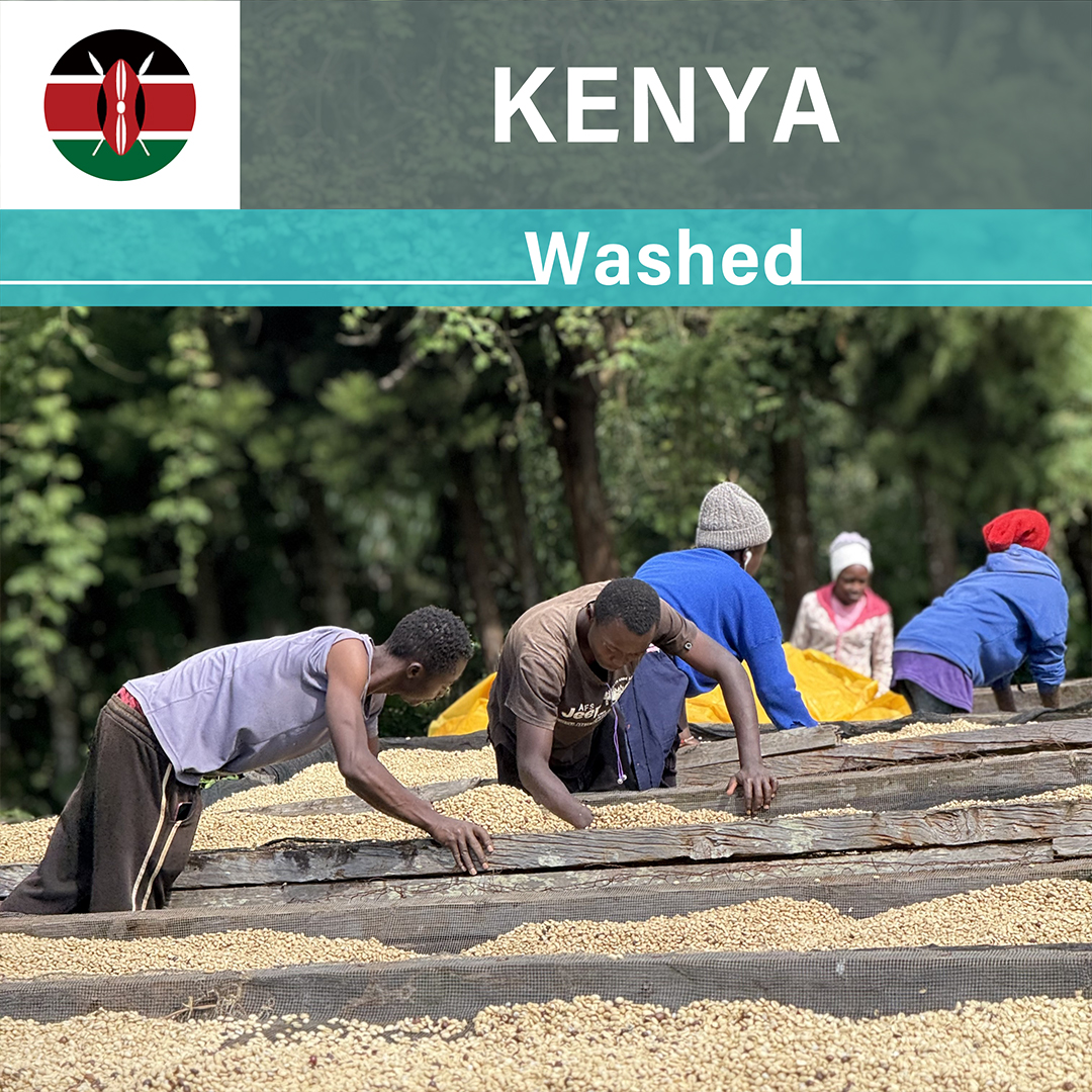 Kenya Kieni Washed(25/26年クロップ)