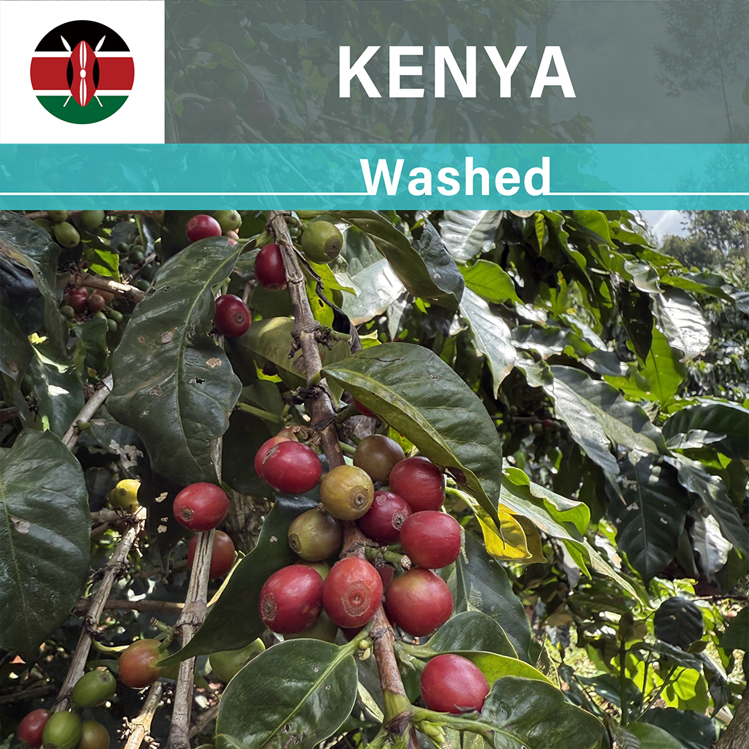 Kenya Gachatha Washed(25/26年クロップ)