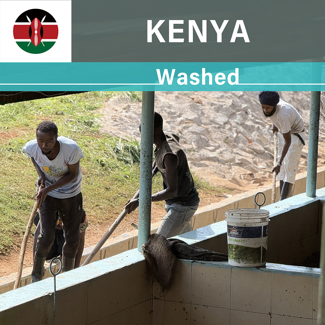 Kenya Gatina Washed(25/26年クロップ)