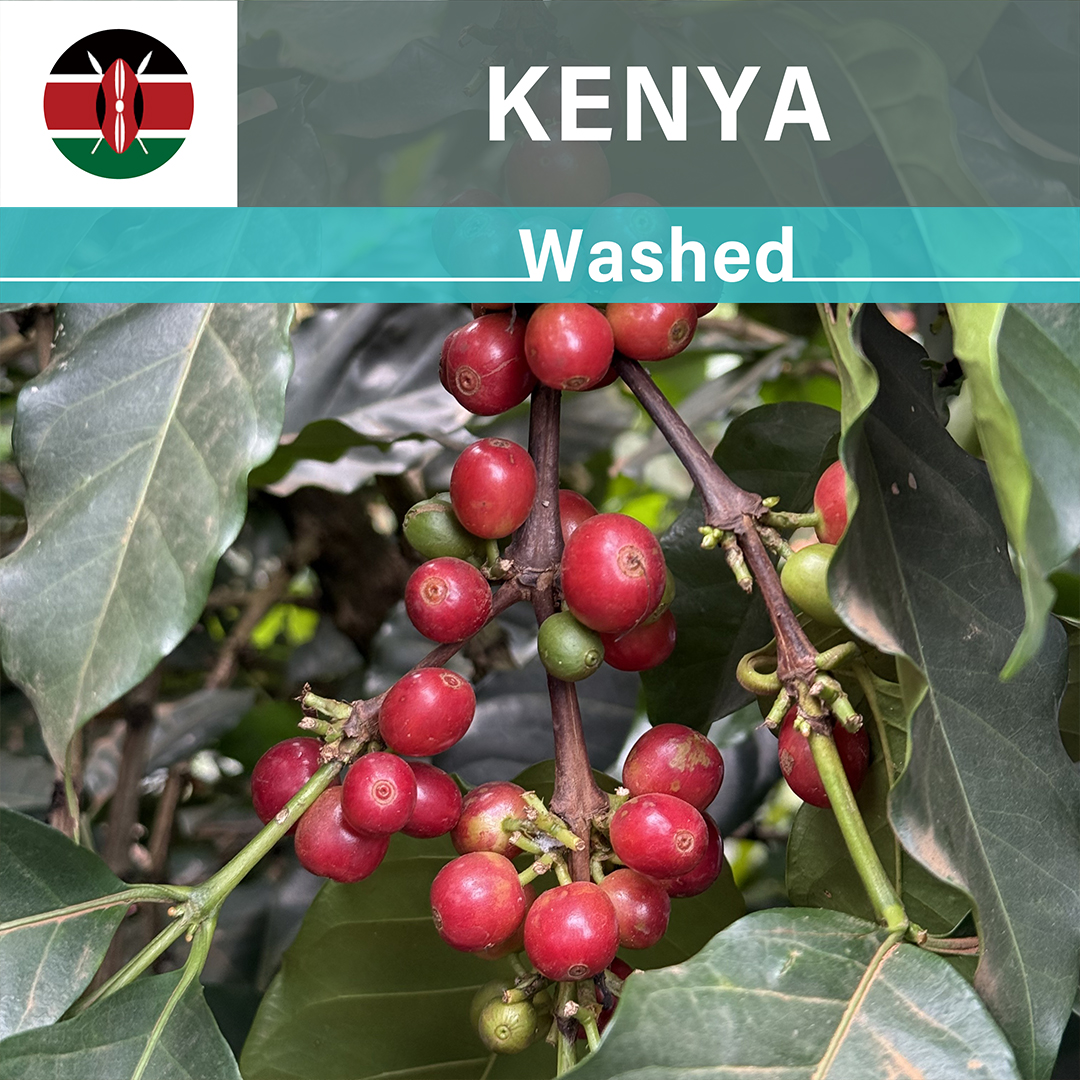 Kenya Karogoto Washed(25/26年クロップ)
