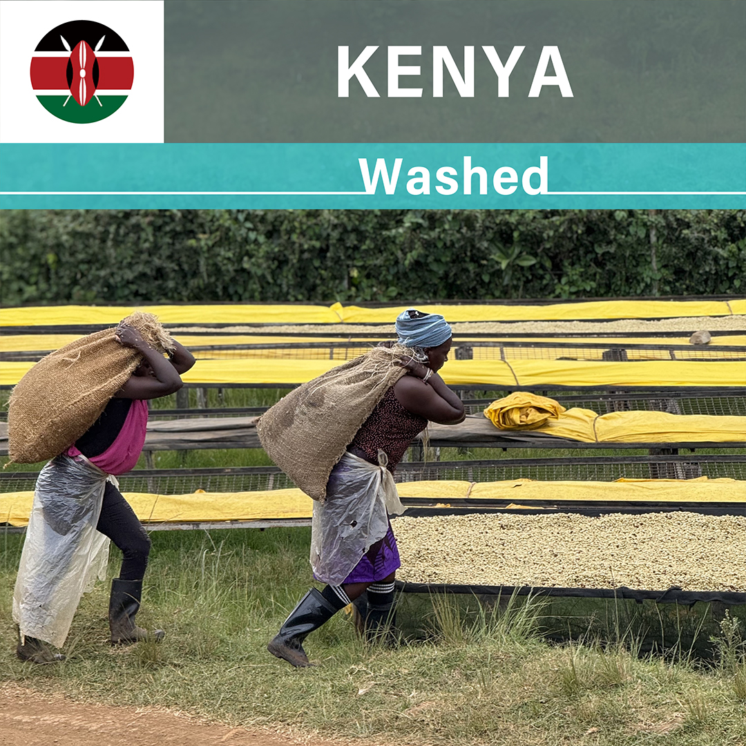 Kenya Kianjiru Washed(25/26年クロップ)
