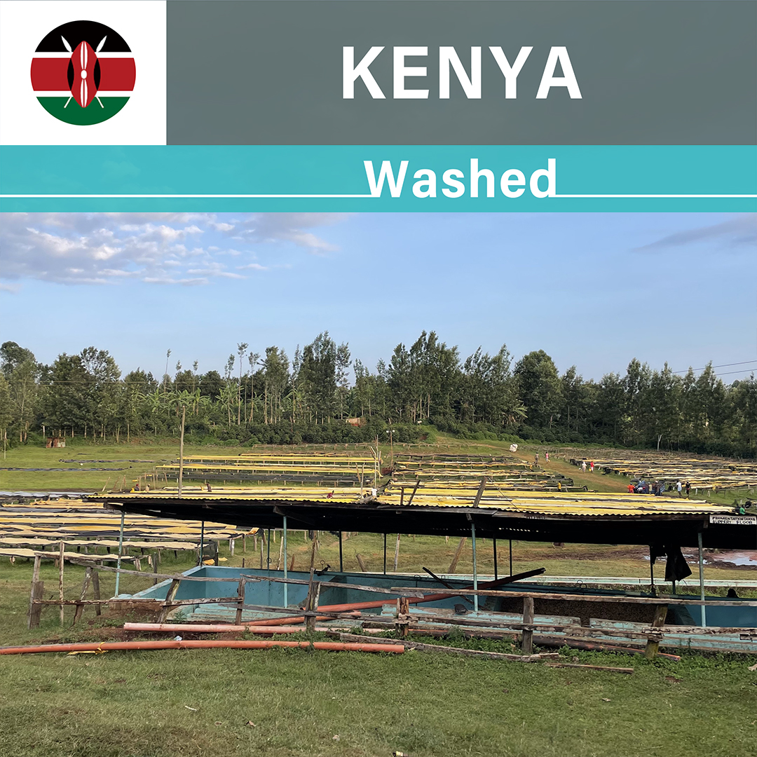 Kenya Kagongo Washed(25/26年クロップ)