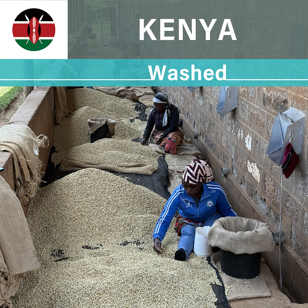 Kenya Kays Estate Washed(25/26年クロップ)