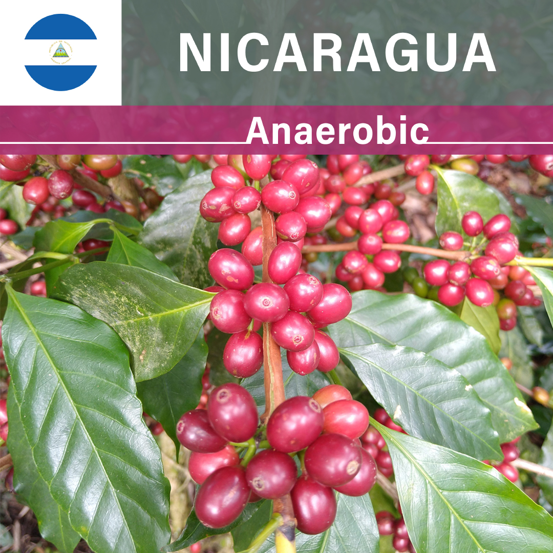 Nicaragua Las Delicias Anaerobic at Low temperature(22/23年クロップ)